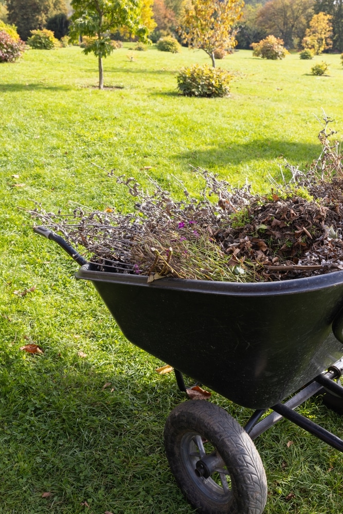 Nettoyage de jardin d'automne : Brouette remplie de déchets. Brouette noire pleine de branches et de feuilles mortes sur une pelouse verte. Scène de nettoyage d'automne dans un grand jardin.