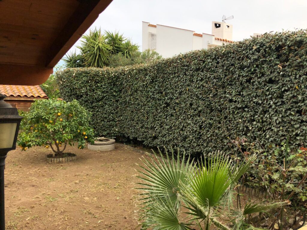 Aménagement de jardin : haie végétale et citronnier méditerranéen Arrière-cour méditerranéenne : mur végétal, citronnier chargé de fruits jaunes et petit palmier. Puits en pierre devant une maison blanche.
