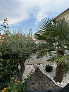 Jardin méditerranéen, olivier et palmier bordent une rocaille de galets blancs et ardoise. Fleurs de lantana orange.