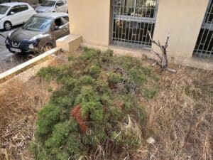 Massif urbain négligé : buisson conifère vert et sec au milieu d'herbes mortes, devant une fenêtre grillagée. Une Nissan Juke est garée à gauche.